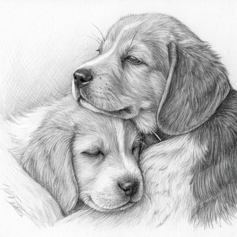 graphite pencil sketch of two puppies cuddling tog