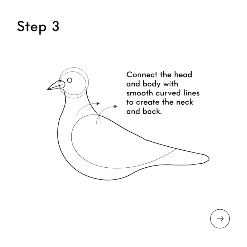step 3 dove drawing tutorial connect the head and