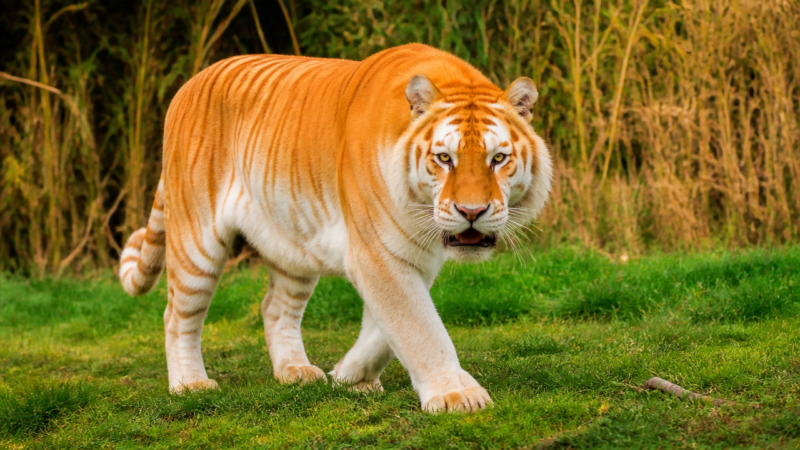 golden tabby tiger