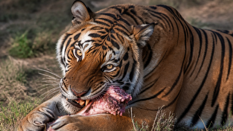 tiger bite warrington