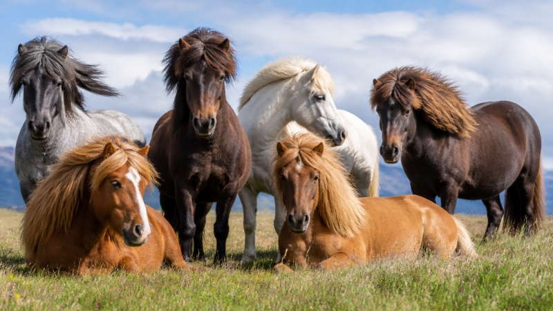 Pony Poses to Reference for Your Art
