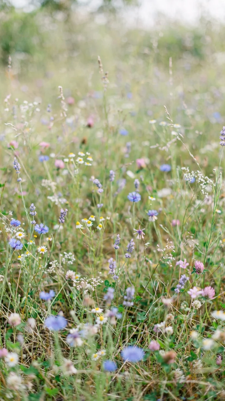 soft wildflower meadow
