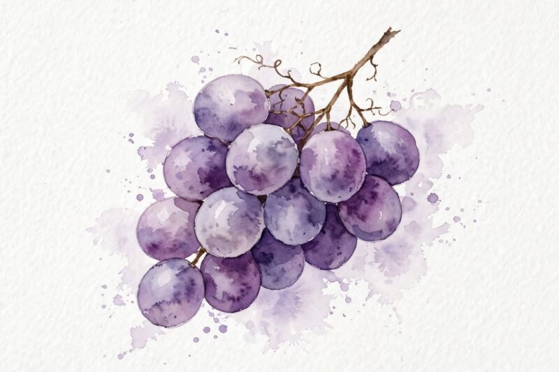 watercolor grapes cluster